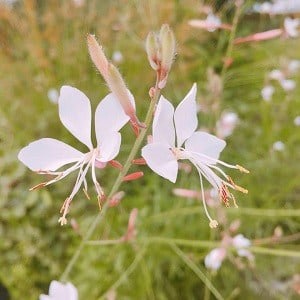 Praying Flower