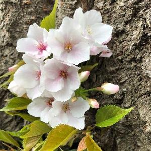 祈る花:Inoruhana
