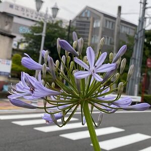 祈る花：Inoruhana