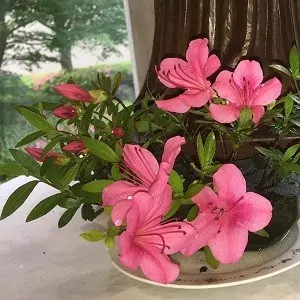 祈る花:Inoruhana