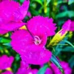 Inoruhana: Bông Hoa Cầu Nguyện