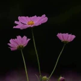 祈る花：Inoruhana