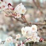 Inoruhana: Bông Hoa Cầu Nguyện