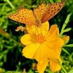 Inoruhana: Bông Hoa Cầu Nguyện